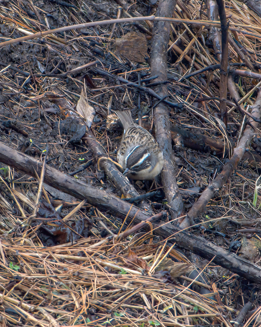 ノドグロイワヒバリ - ML644130355