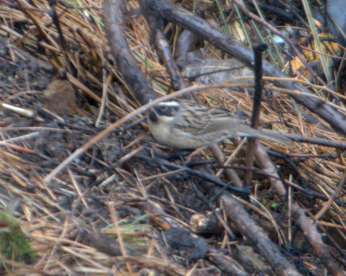 ノドグロイワヒバリ - ML644130356