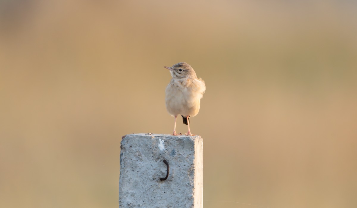 Tawny Pipit - ML644130362