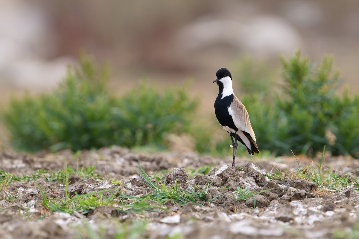 Vanneau à éperons - ML644130363