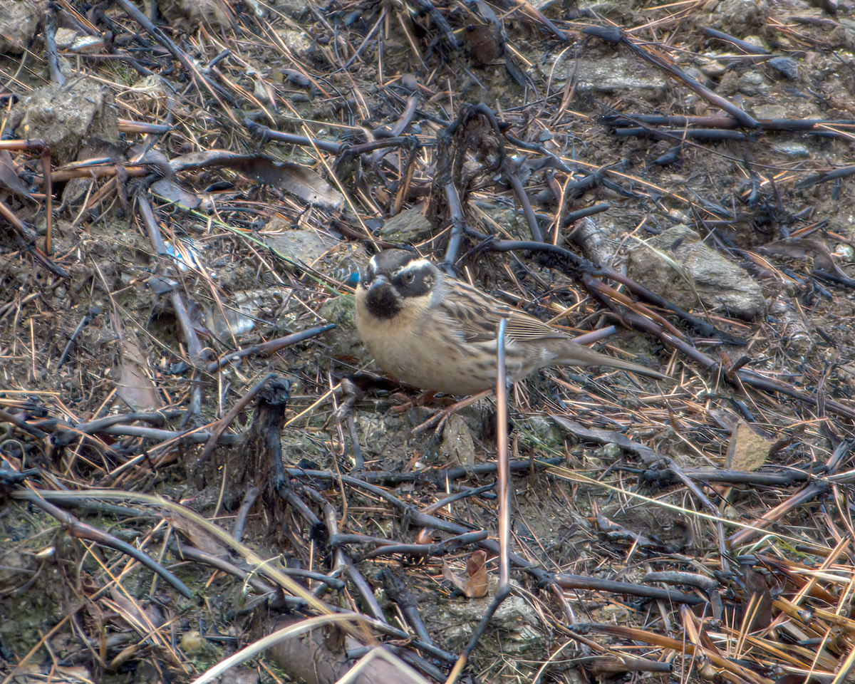 ノドグロイワヒバリ - ML644130364