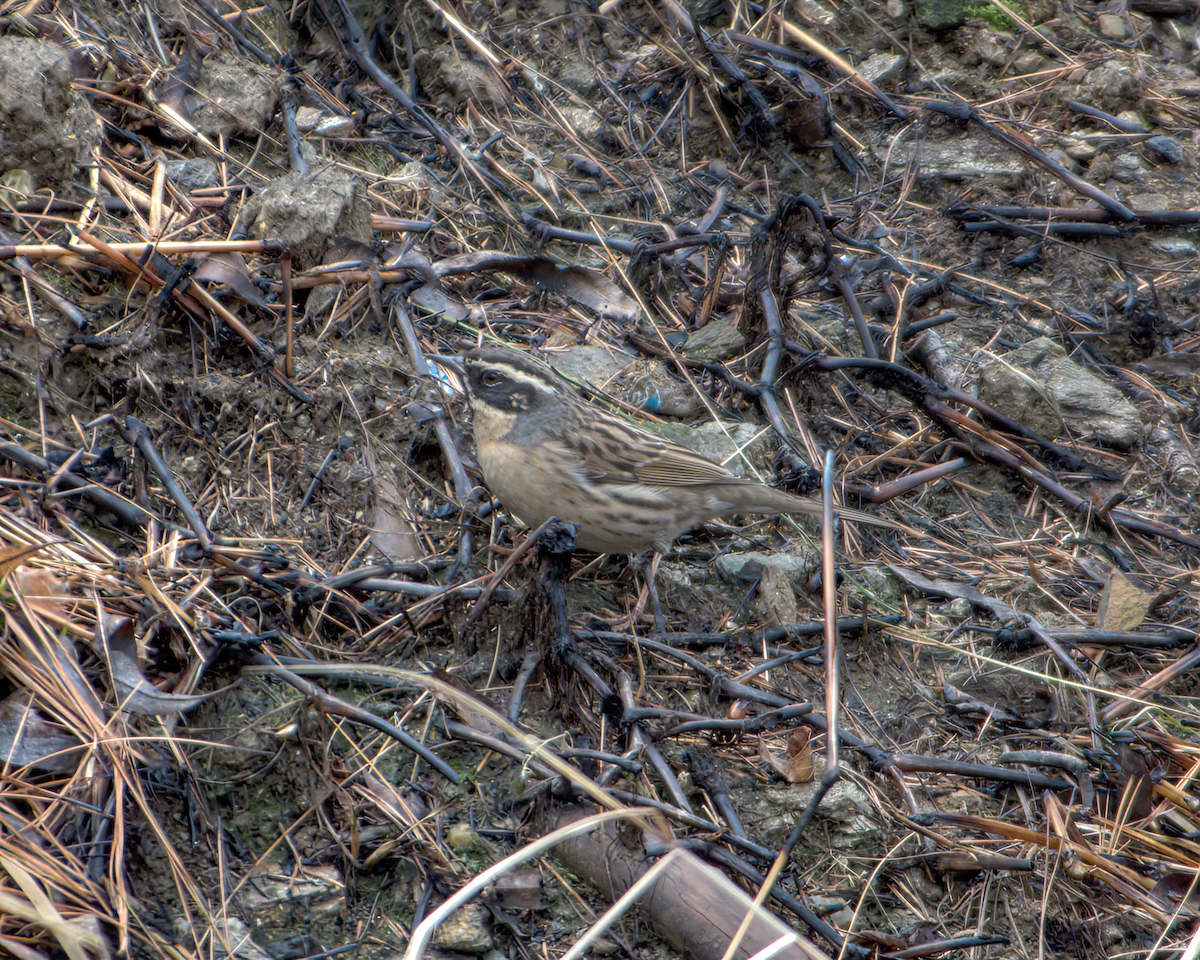 ノドグロイワヒバリ - ML644130365