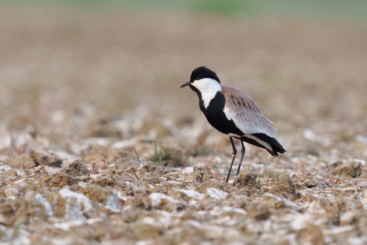 Vanneau à éperons - ML644130366