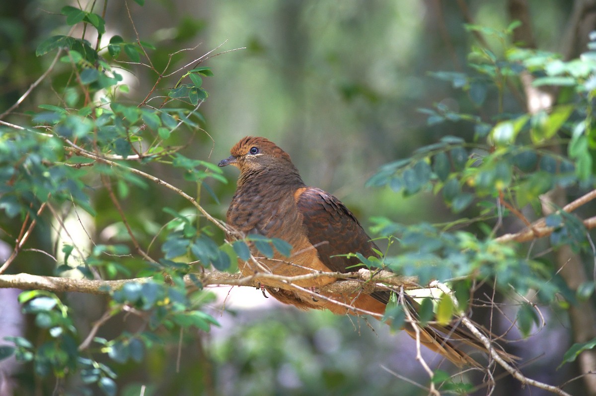 Maronentaube - ML644130382