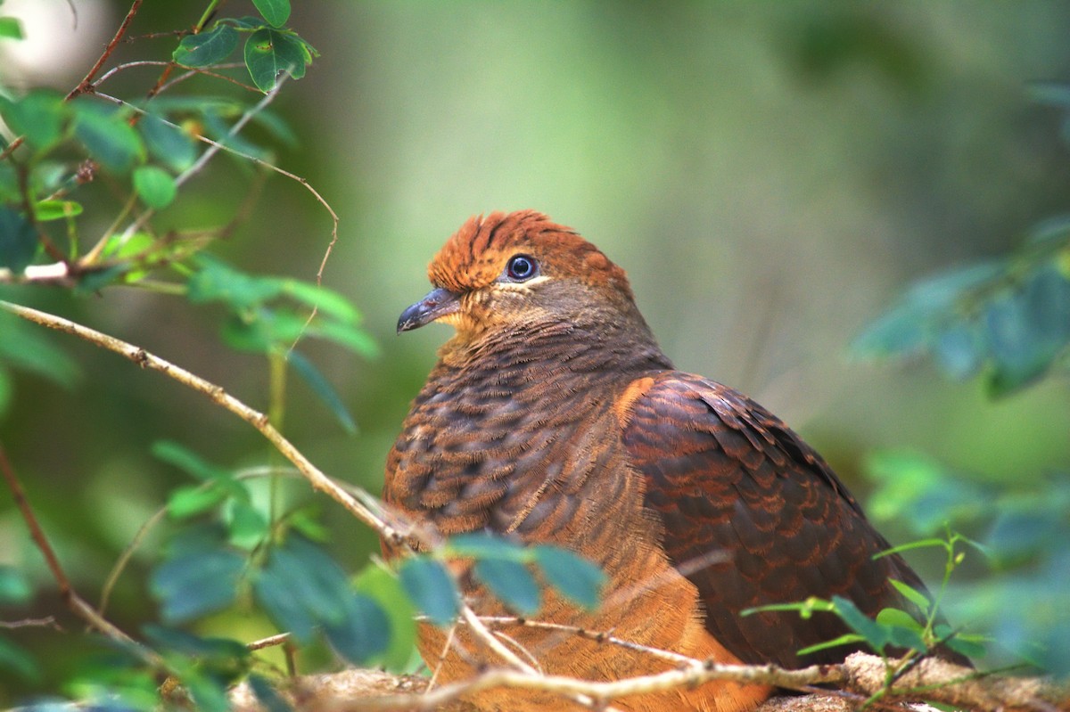 Maronentaube - ML644130383