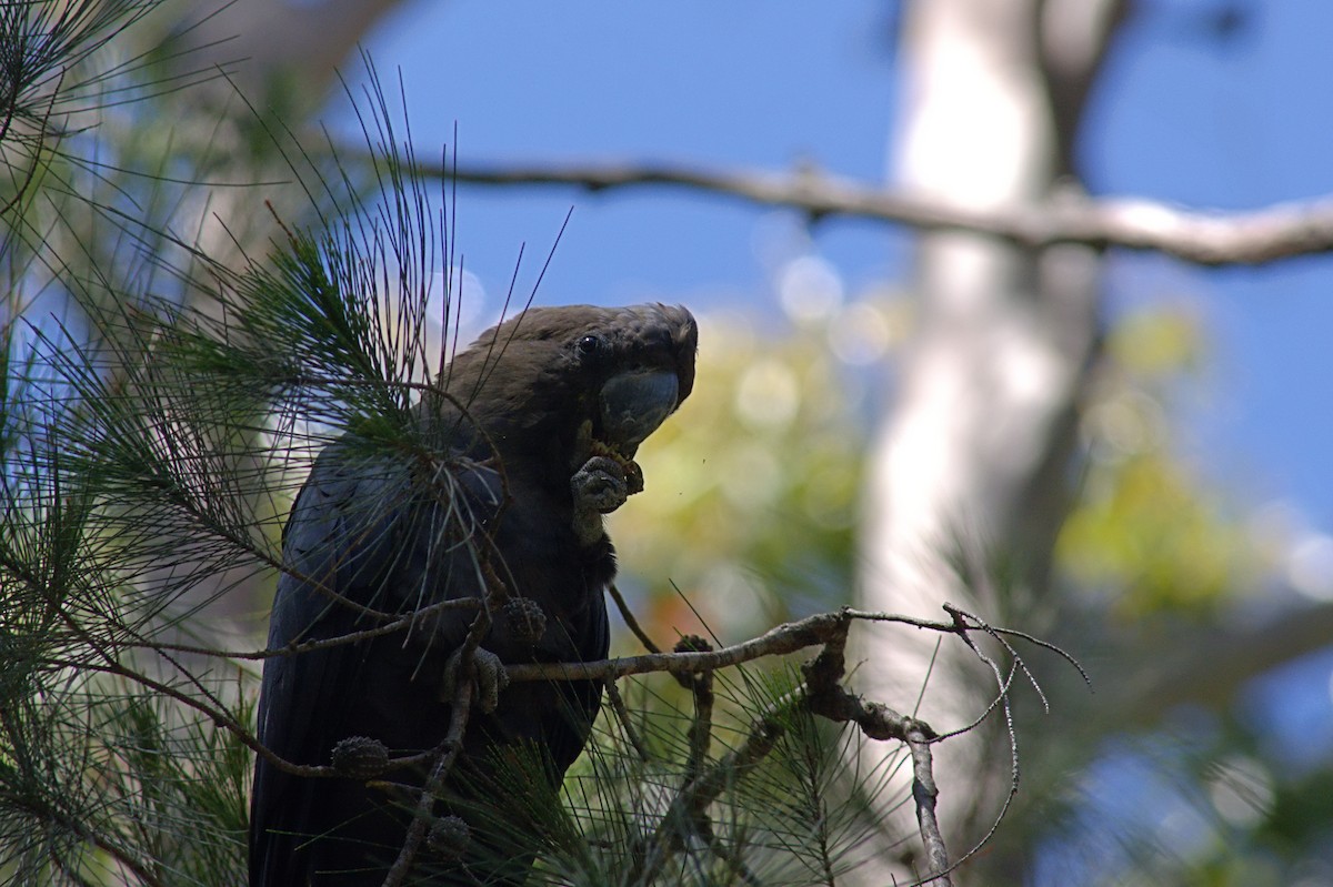 Parlak Siyah Kakadu - ML644130395