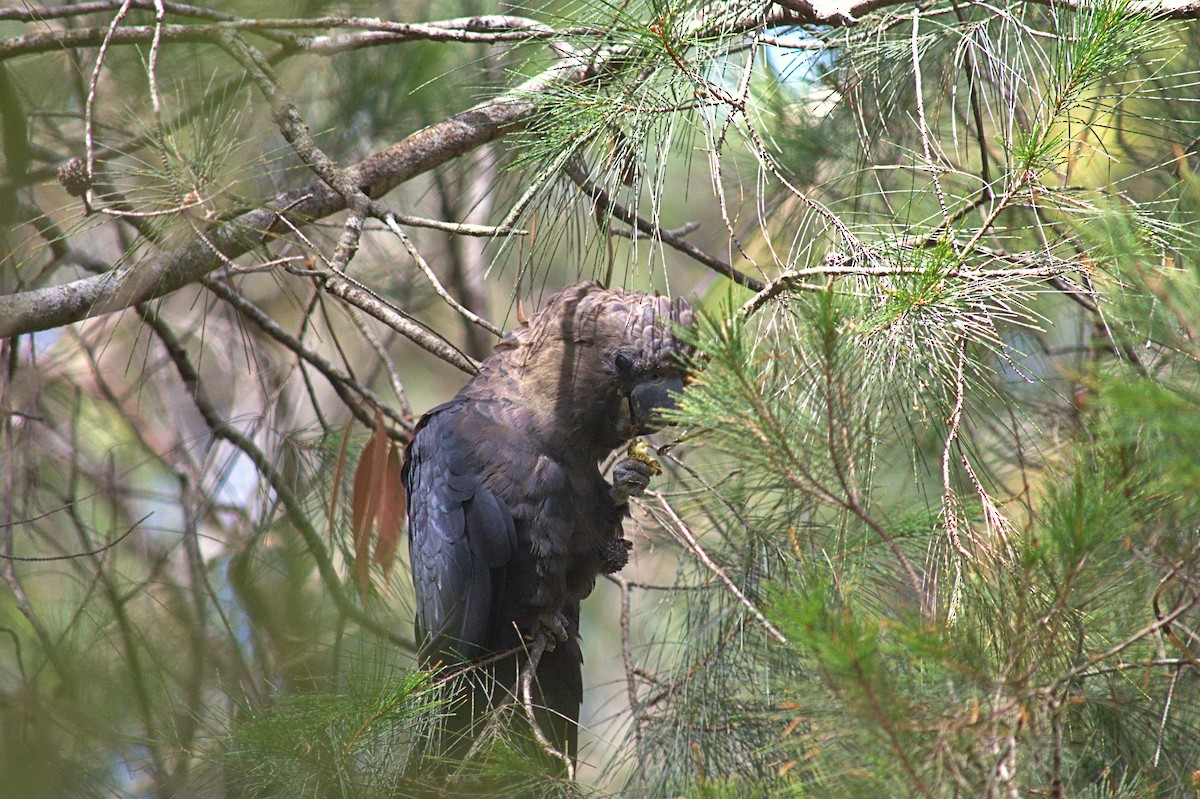 Parlak Siyah Kakadu - ML644130396