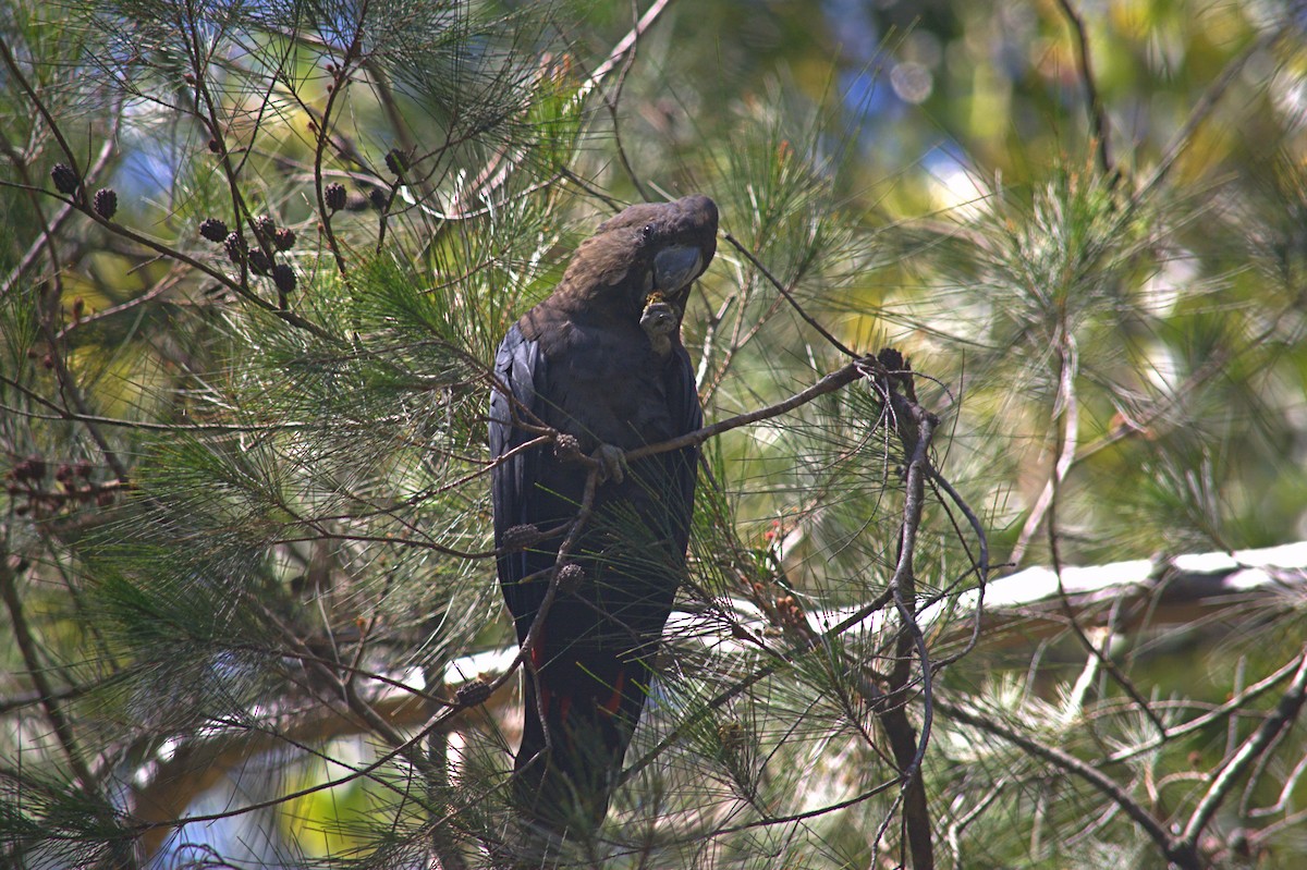 Parlak Siyah Kakadu - ML644130397