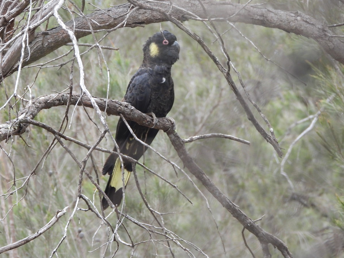 Yellow-tailed Black-Cockatoo - ML644130401