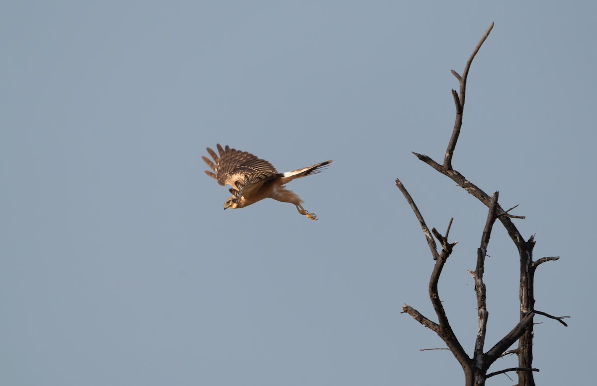 Montagu's Harrier - ML644130409