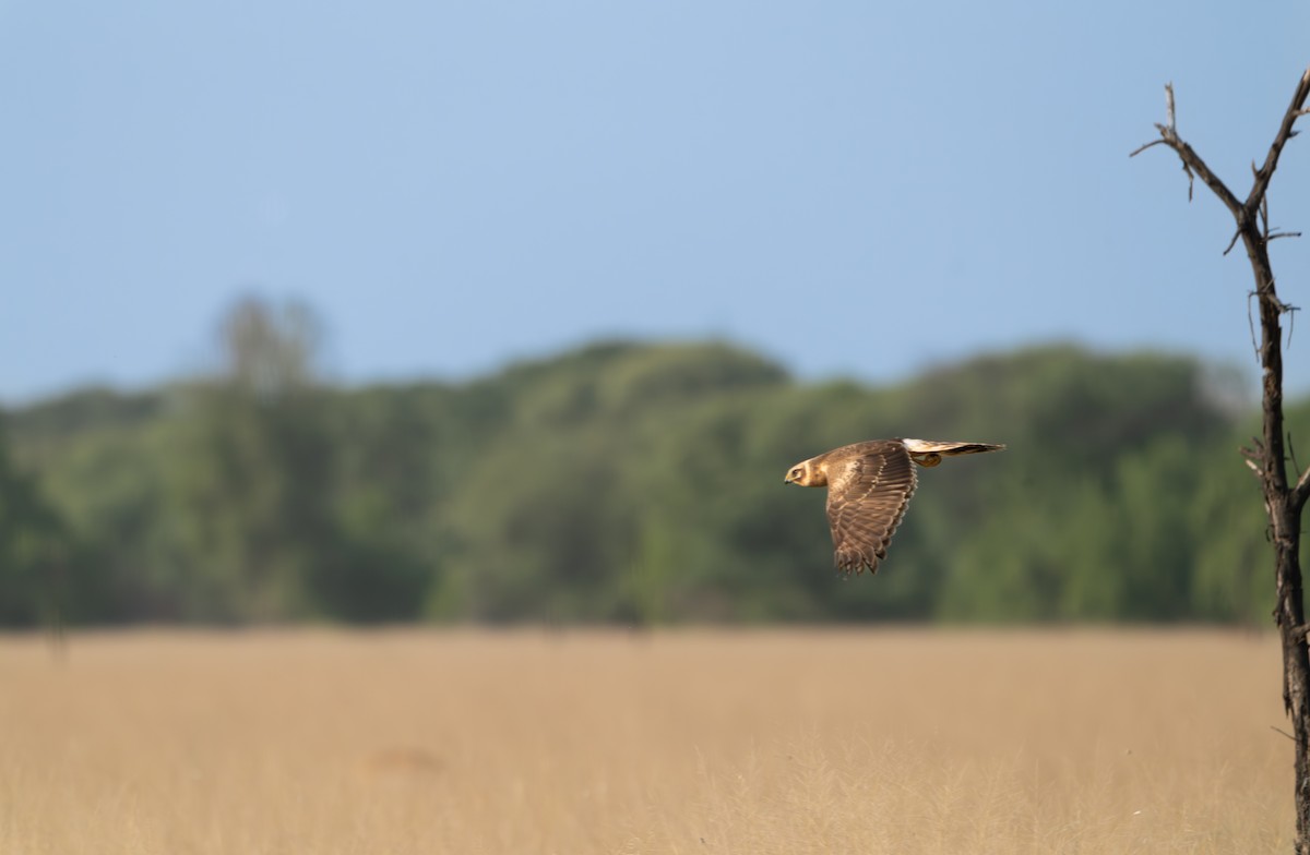 Montagu's Harrier - ML644130412