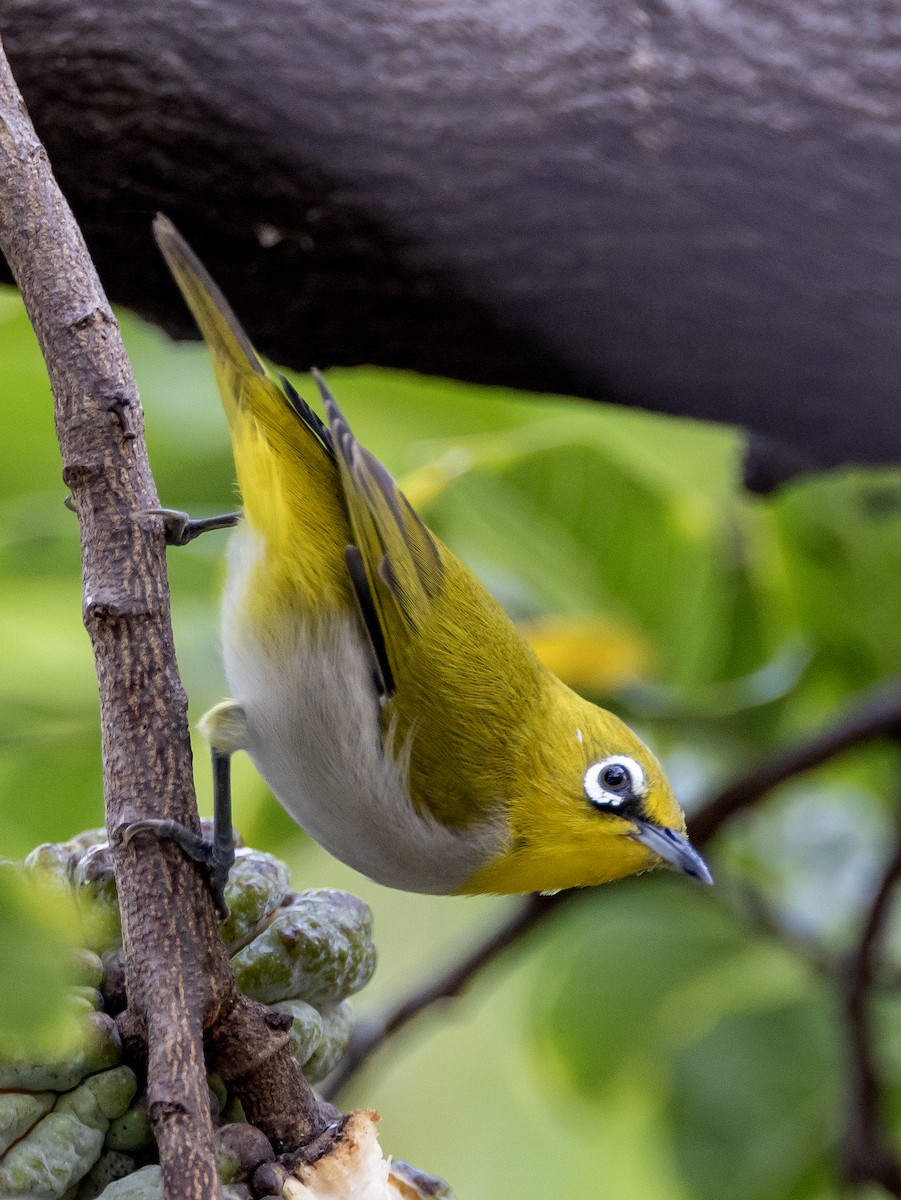 Indian White-eye - ML644130413