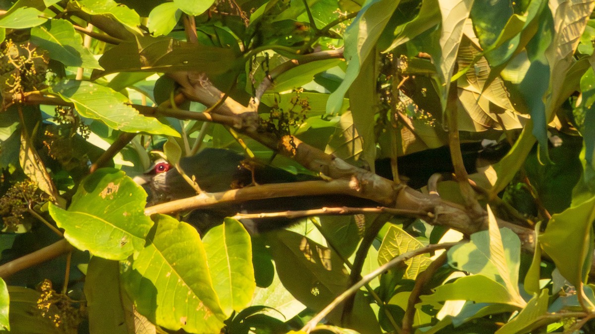 Green-billed Malkoha - ML644130415