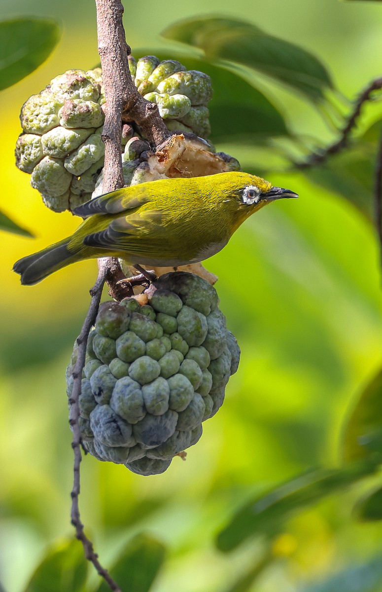 Indian White-eye - ML644130419