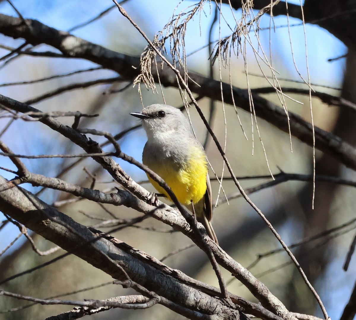 Western Yellow Robin - ML644130423