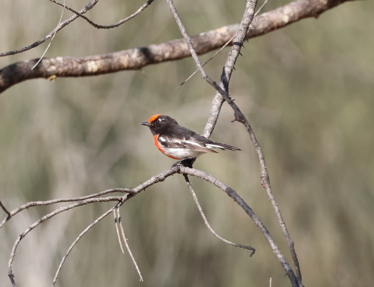 Red-capped Robin - ML644130432