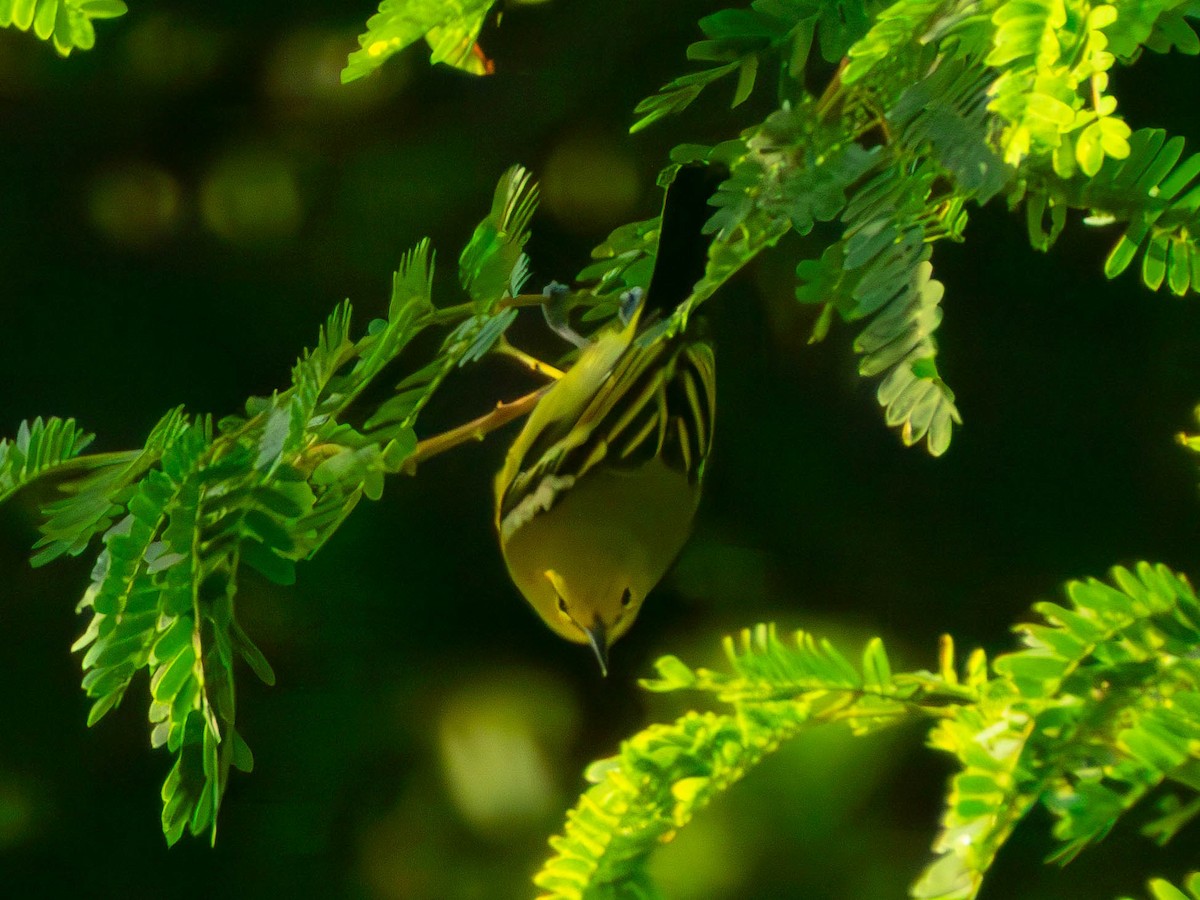 Common Iora - ML644130444