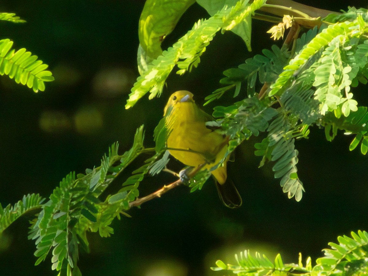 Common Iora - ML644130446