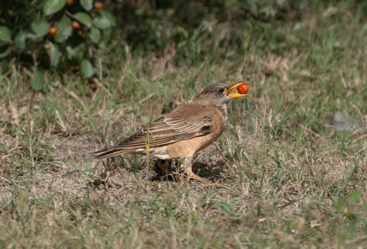粉紅椋鳥 - ML644130452
