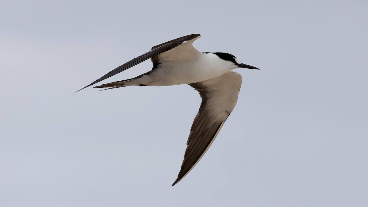 烏領燕鷗 - ML644130465