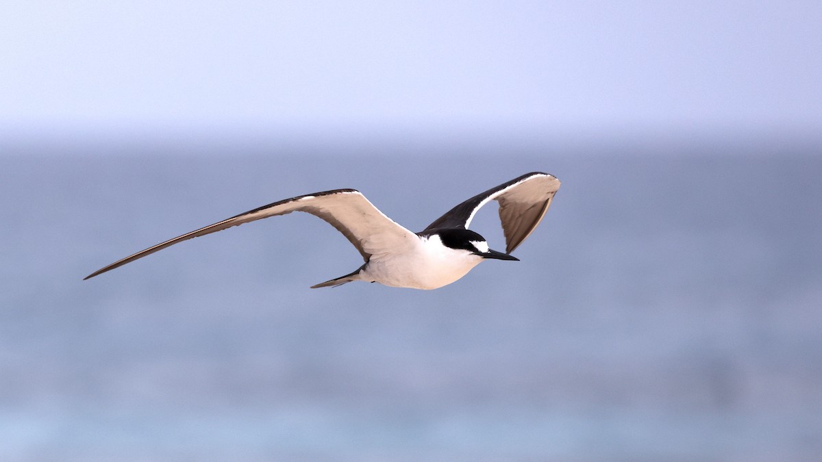 烏領燕鷗 - ML644130466