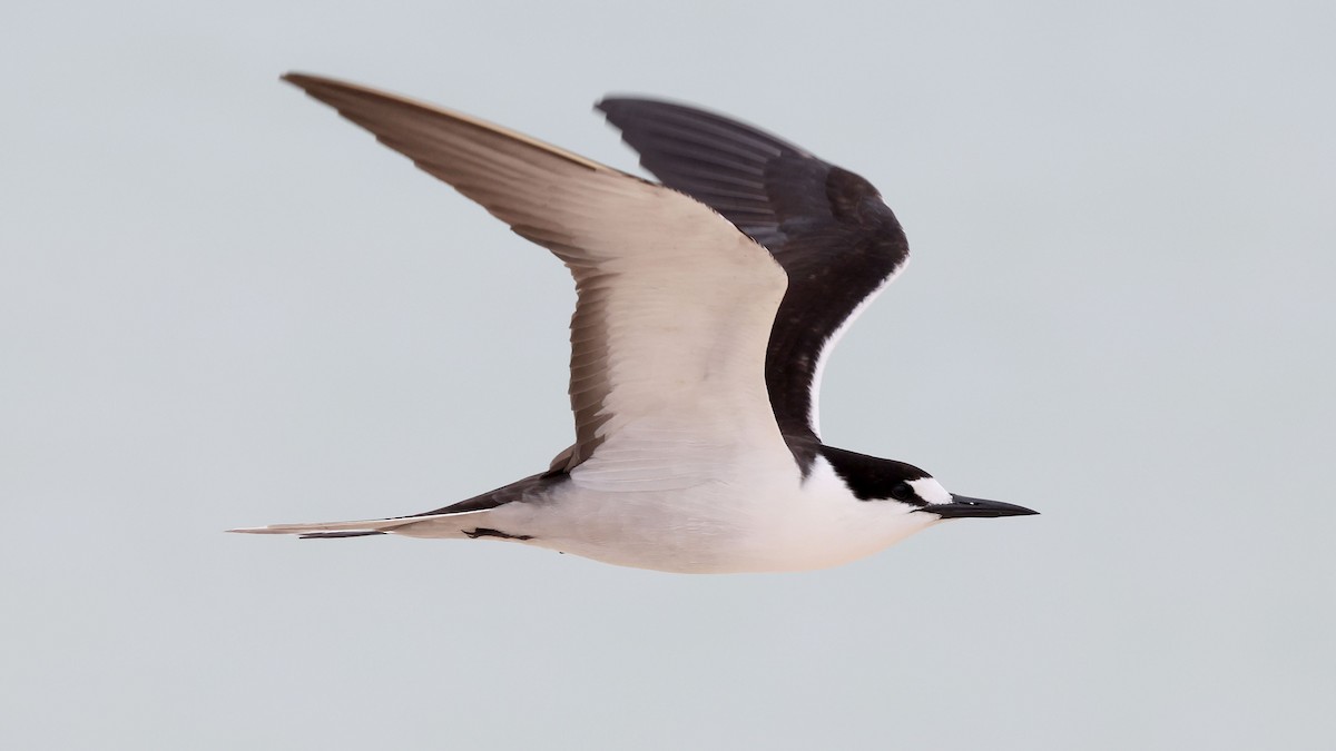 烏領燕鷗 - ML644130467