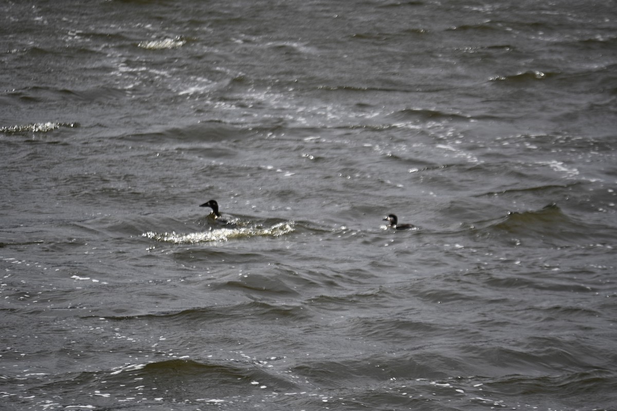 Surf Scoter - ML644130468