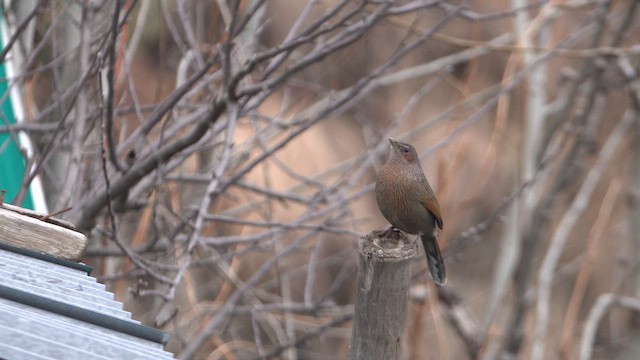 Streaked Laughingthrush - ML644130478