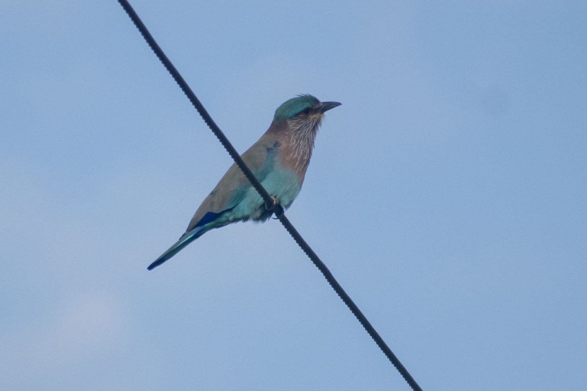 Indian Roller - ML644130501