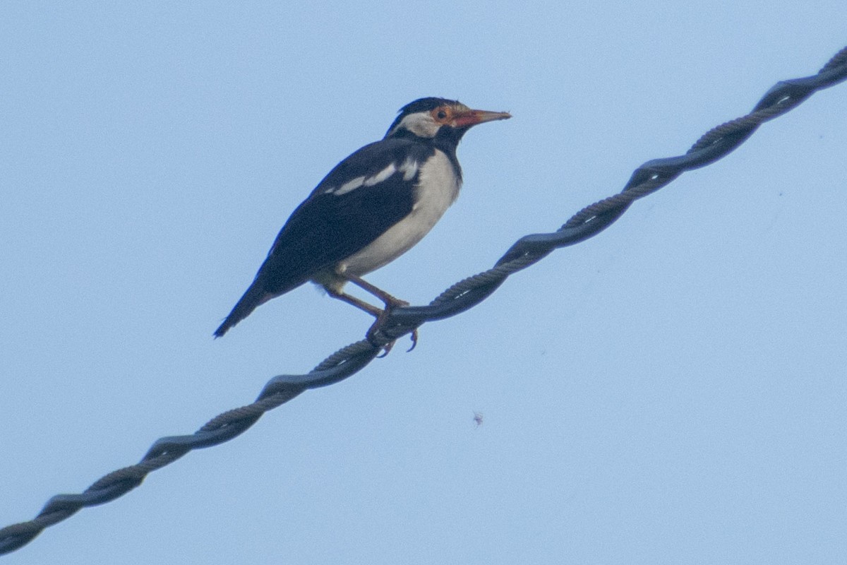 印度鵲椋鳥 - ML644130524