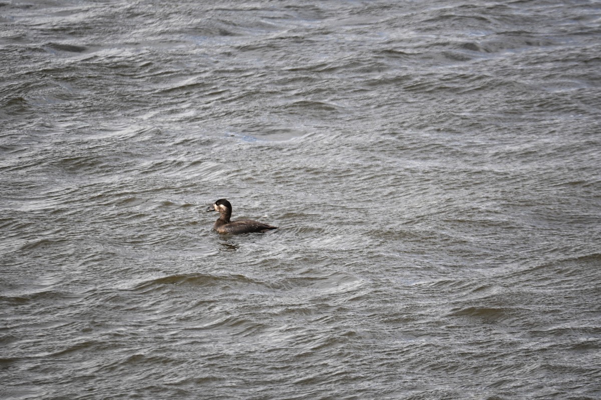 Surf Scoter - ML644130525