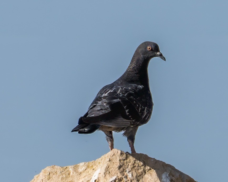 Rock Pigeon - ML644130555
