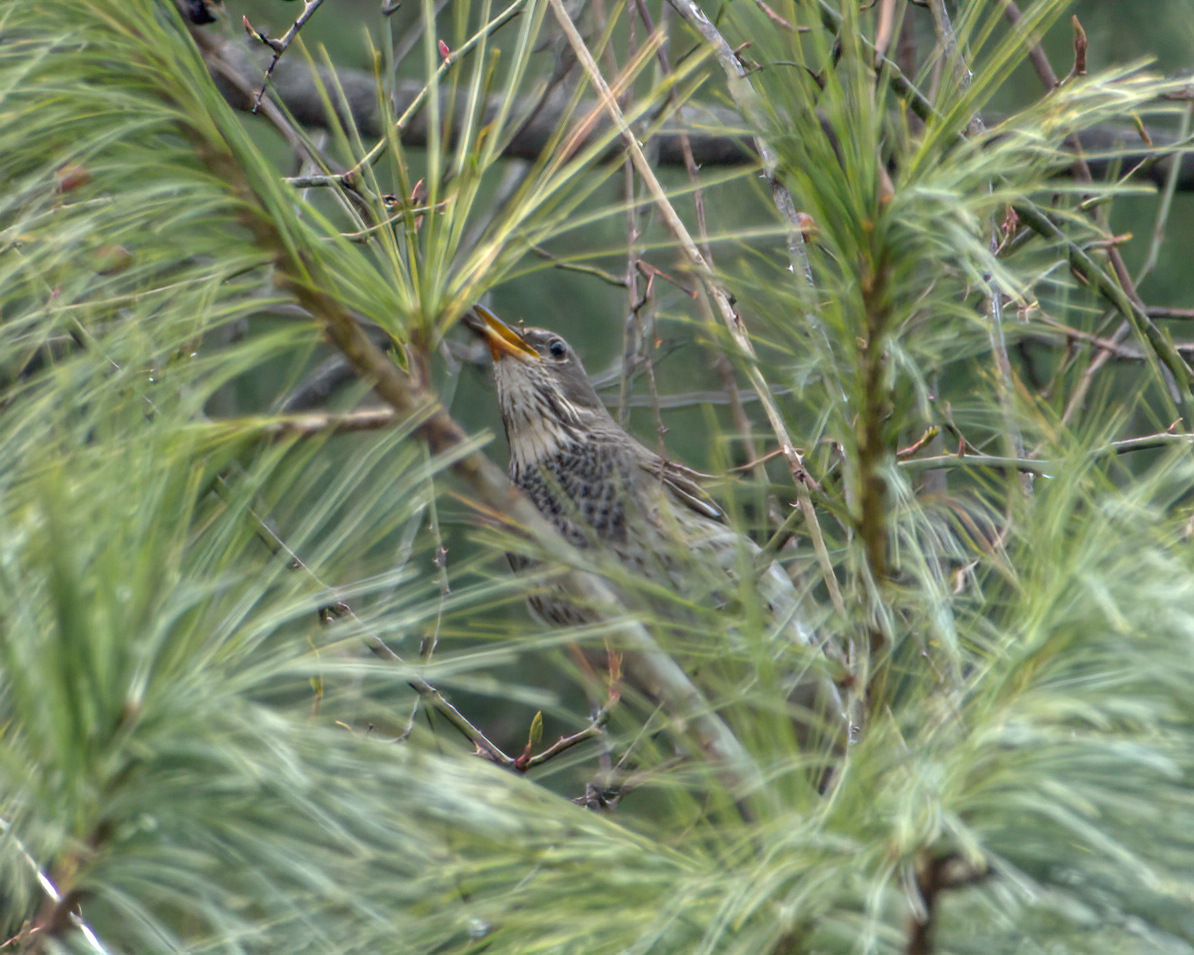 Дрізд чорноволий - ML644130564