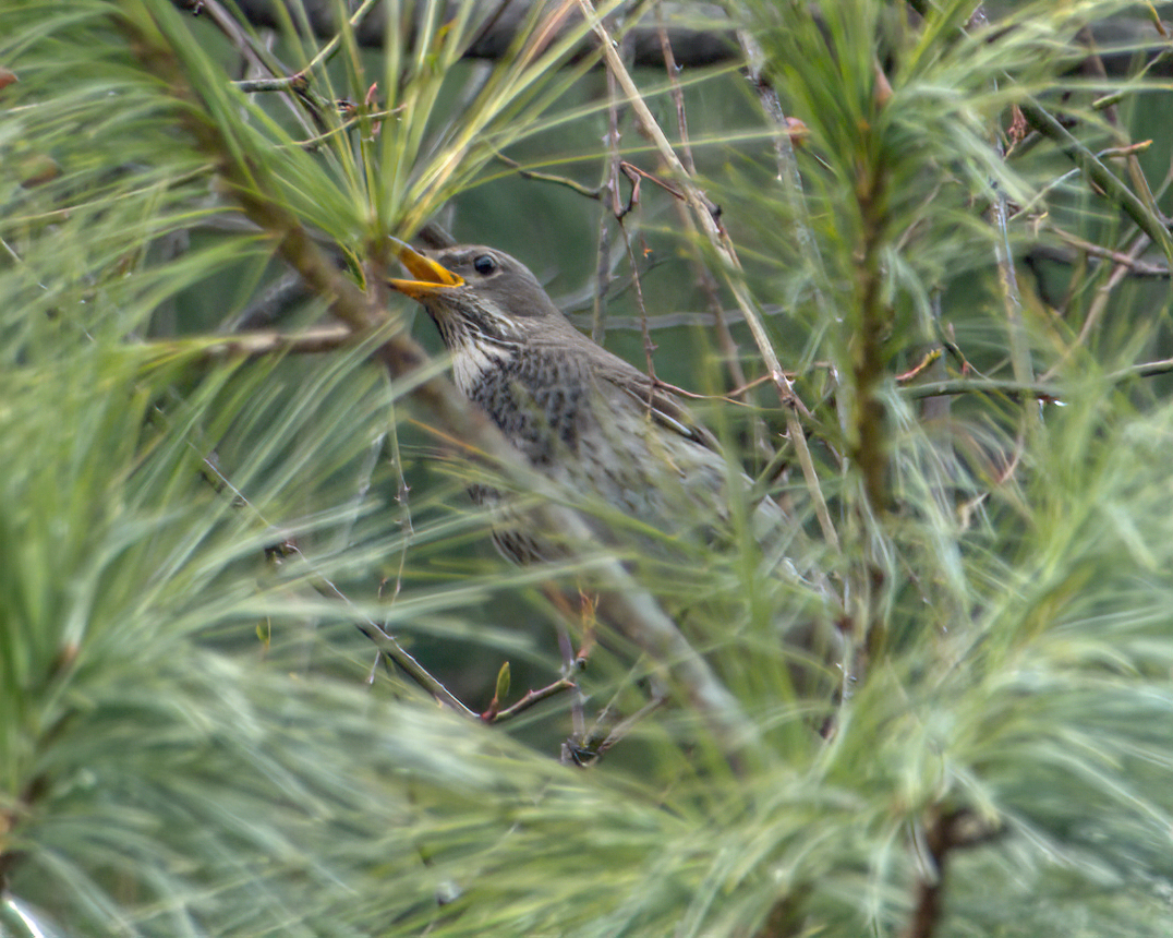 Дрізд чорноволий - ML644130565