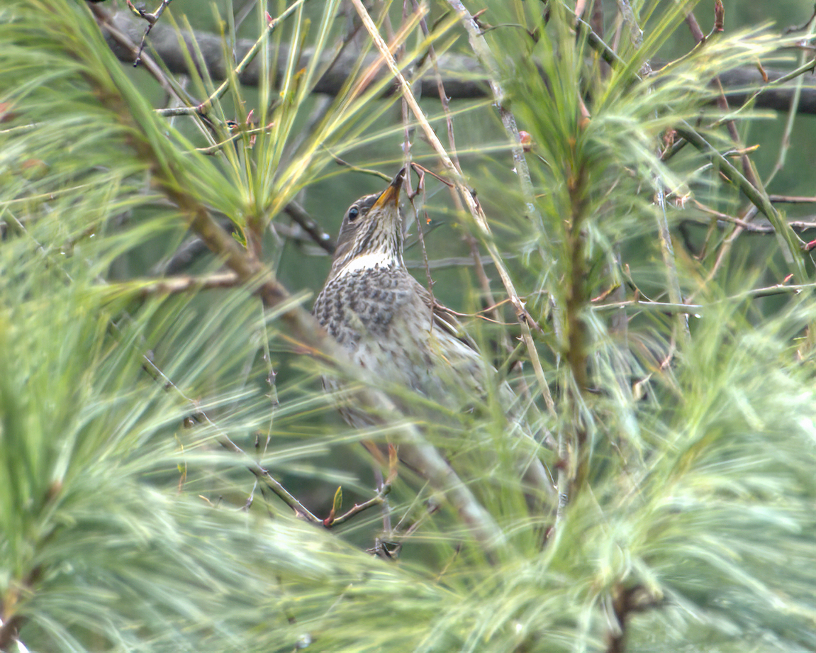 Дрізд чорноволий - ML644130566