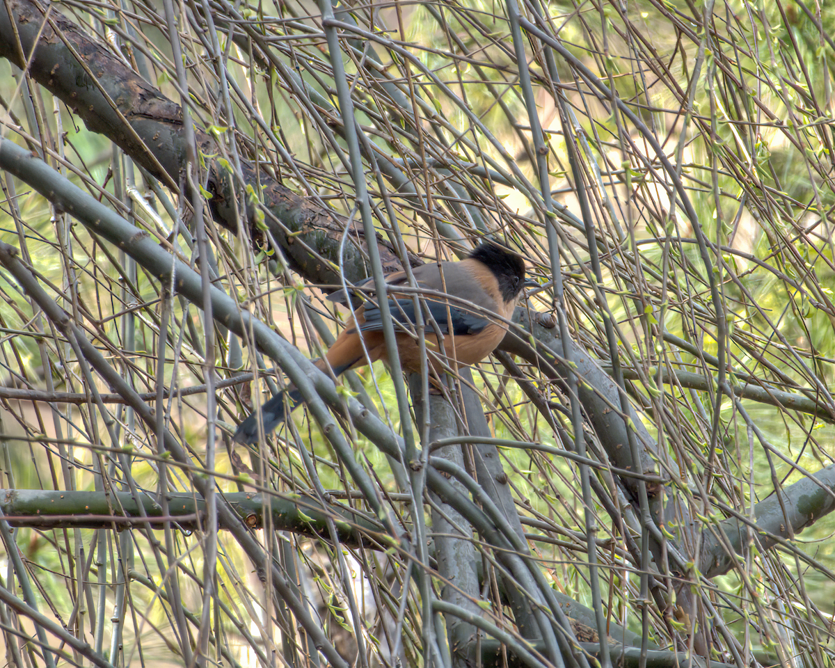 Rufous Sibia - ML644130571