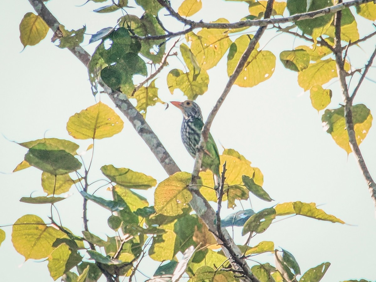 Lineated Barbet - ML644130576