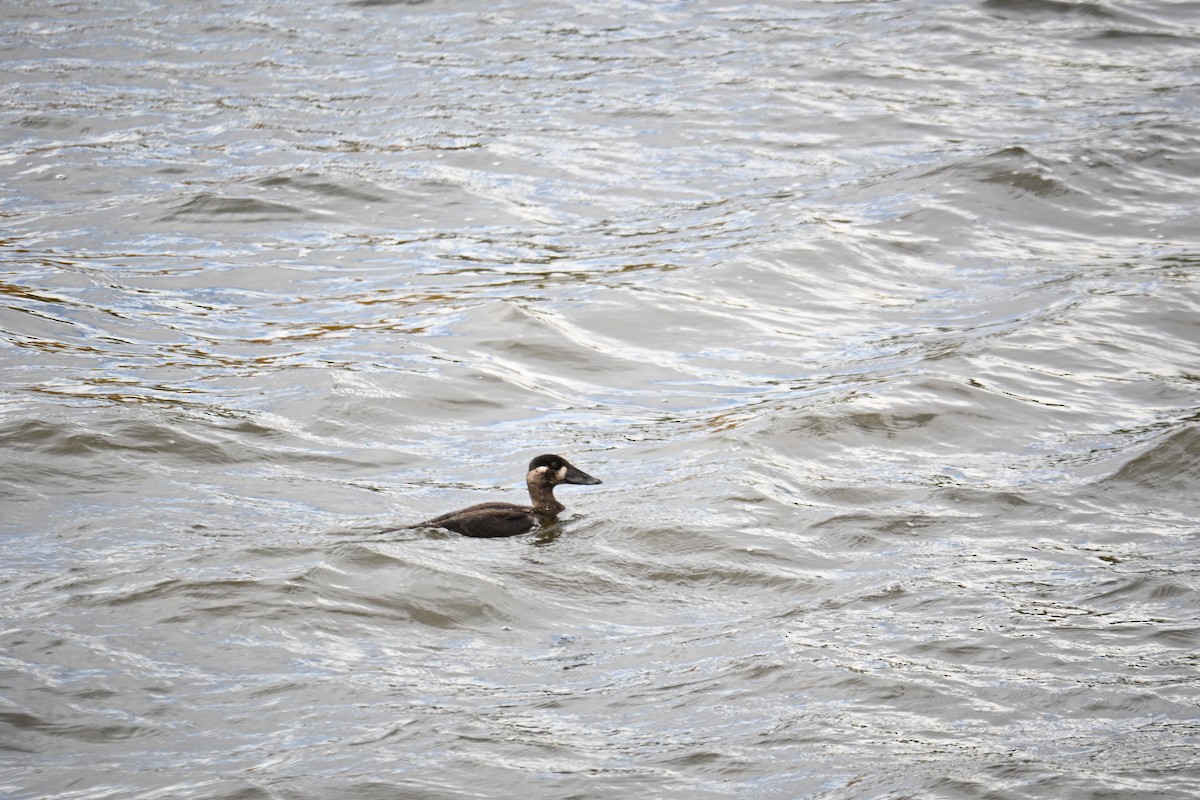 Surf Scoter - ML644130577