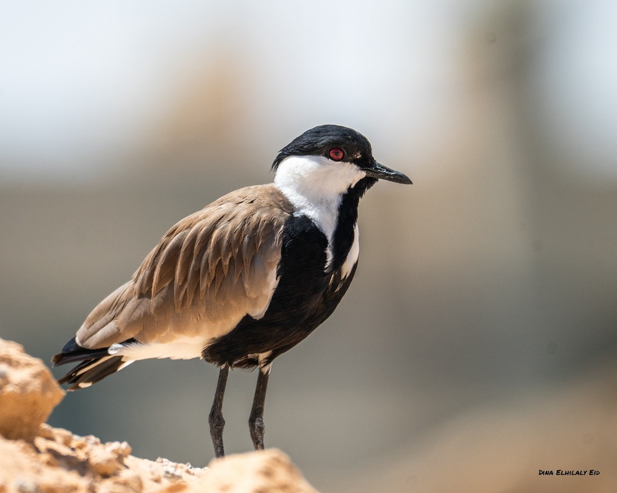 Vanneau à éperons - ML644130578