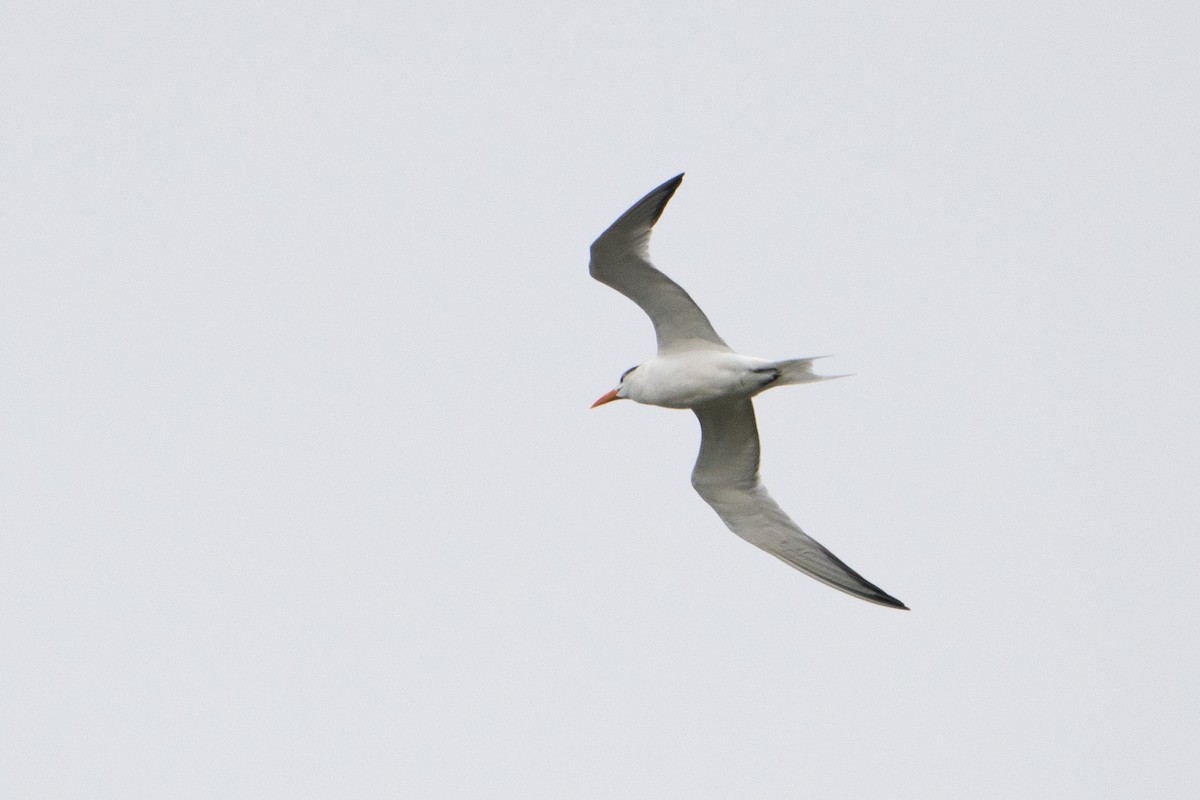 Royal Tern - ML644130594