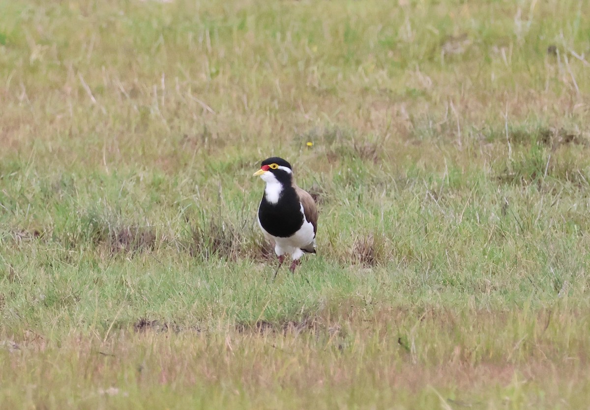 Vanneau tricolore - ML644130595
