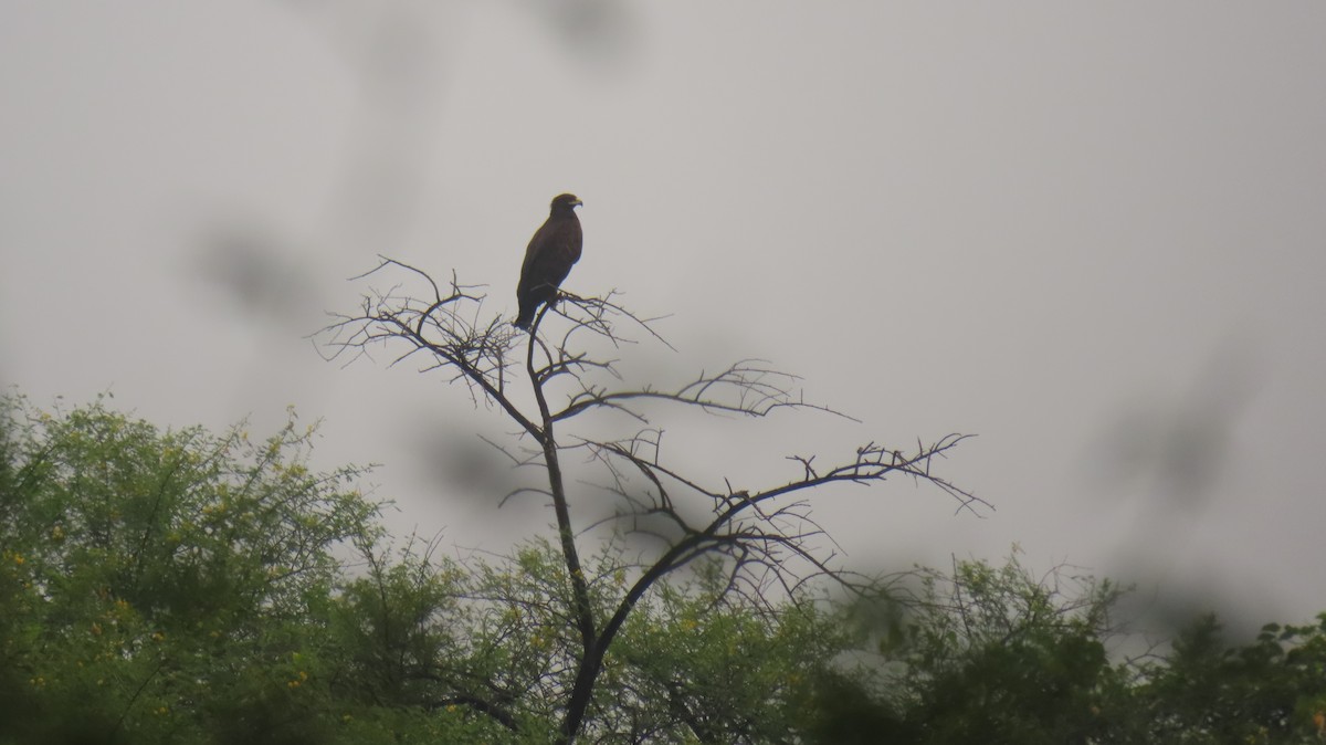Greater Spotted Eagle - ML644130601