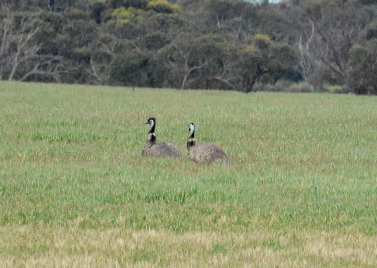 Emu - ML644130602