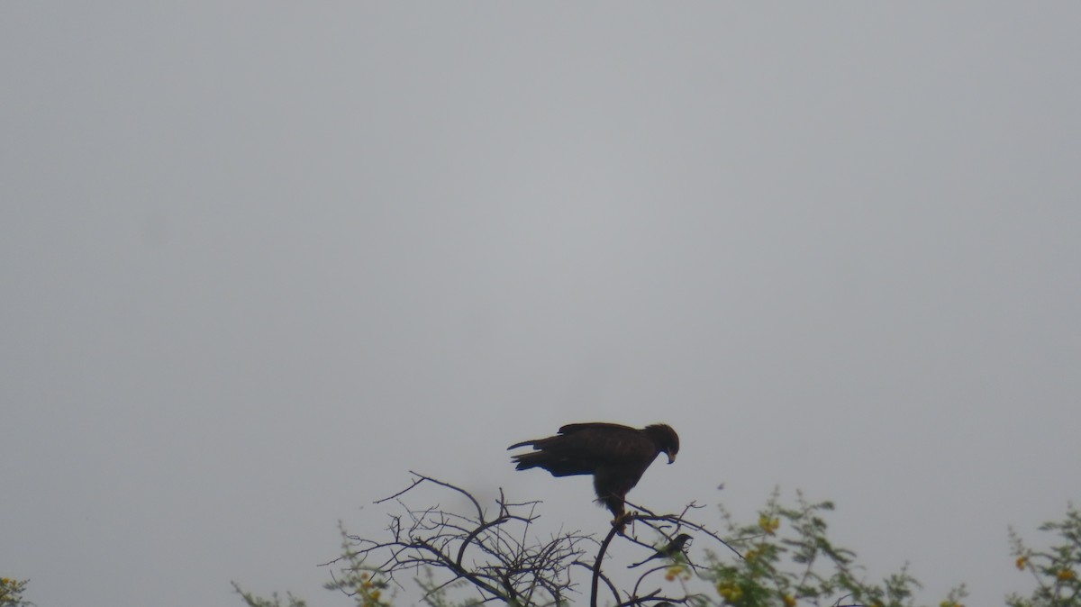Greater Spotted Eagle - ML644130603