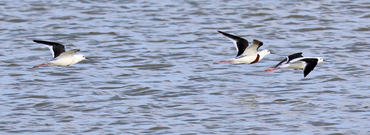 Banded Stilt - ML644130605