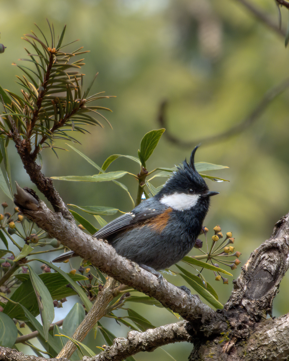 Coal Tit (Black-crested) - ML644130609