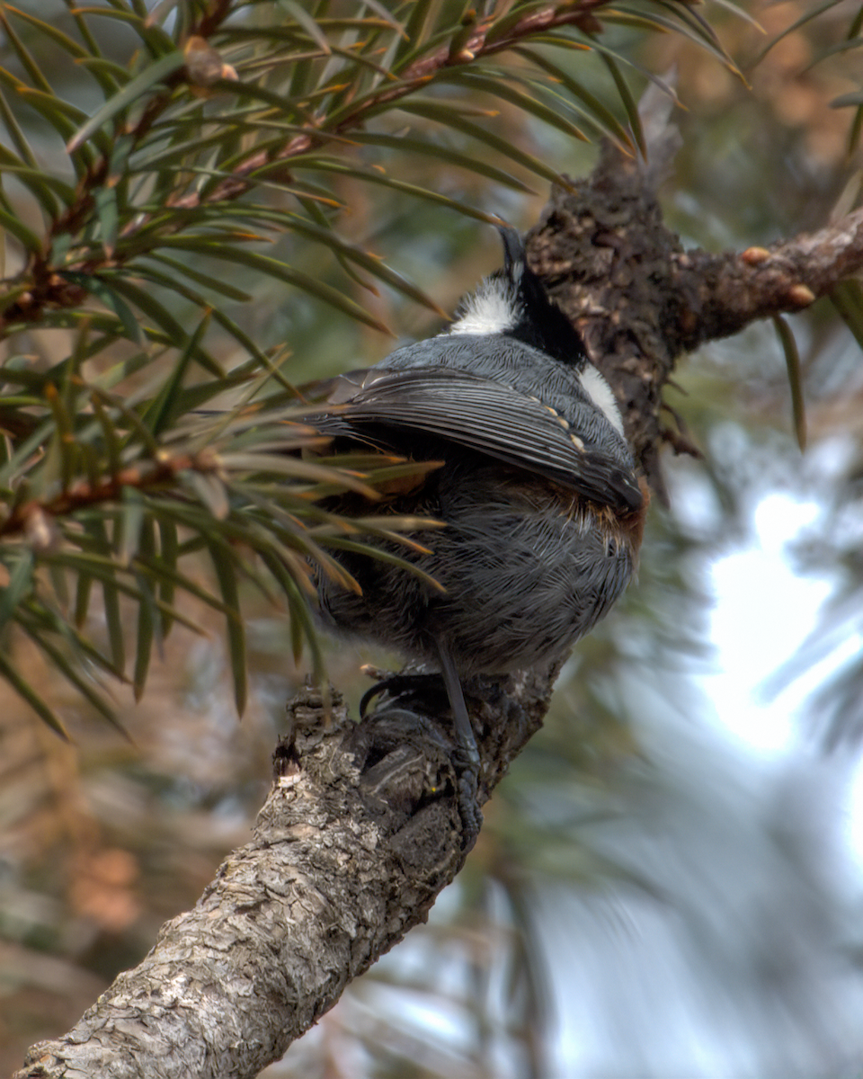 Coal Tit (Black-crested) - ML644130610