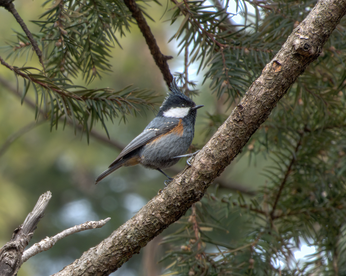 Coal Tit (Black-crested) - ML644130611