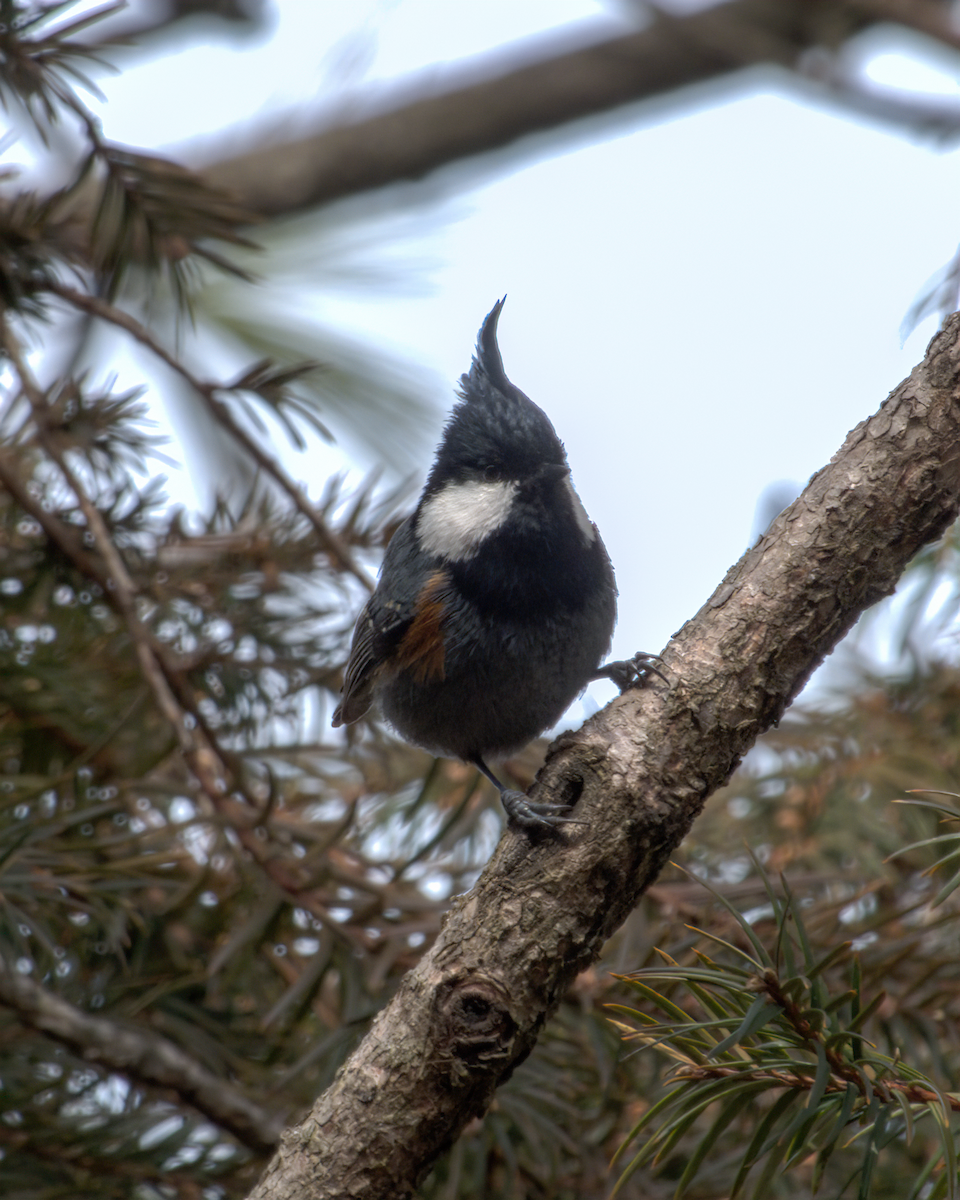 Coal Tit (Black-crested) - ML644130612