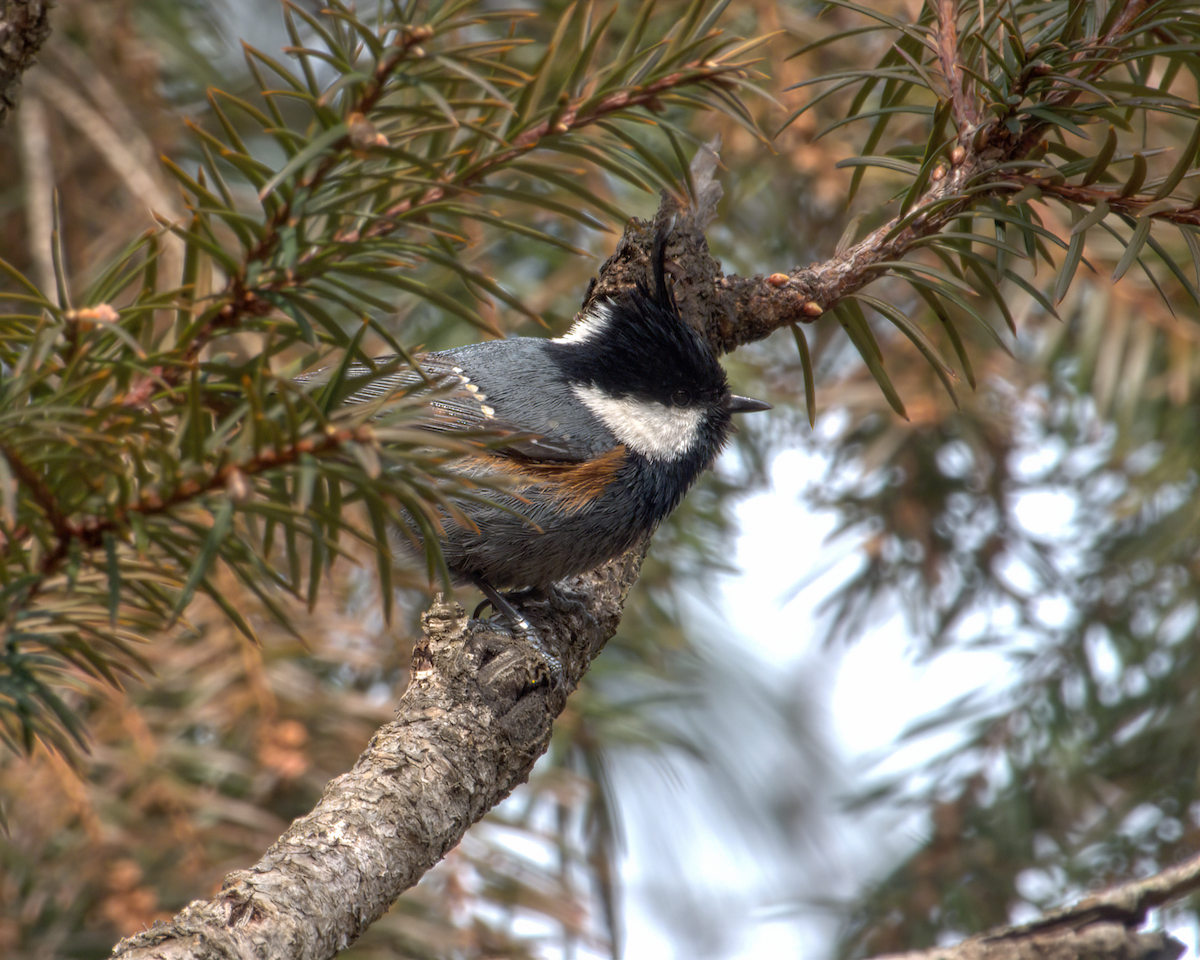 Coal Tit (Black-crested) - ML644130613